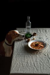 Cute dog sitting by table with served meal