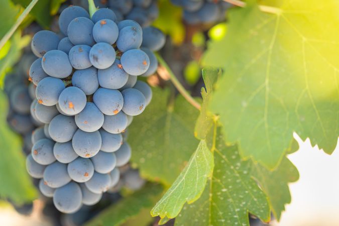 Vineyard with Lush, Ripe Wine Grapes on the Vine Ready for Harvest