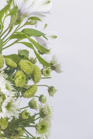 Flowers border with green and petals
