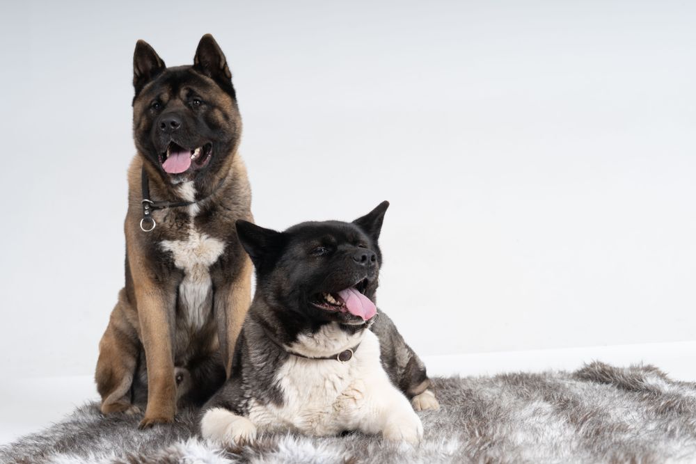 Portrait of two dogs on rug in studio with copy space