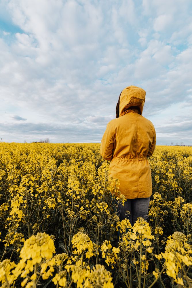 Back view of person in yellow hoodie standing on yellow flower field