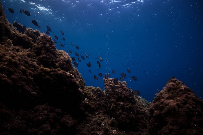 School of fish swimming underwater near coral reefs