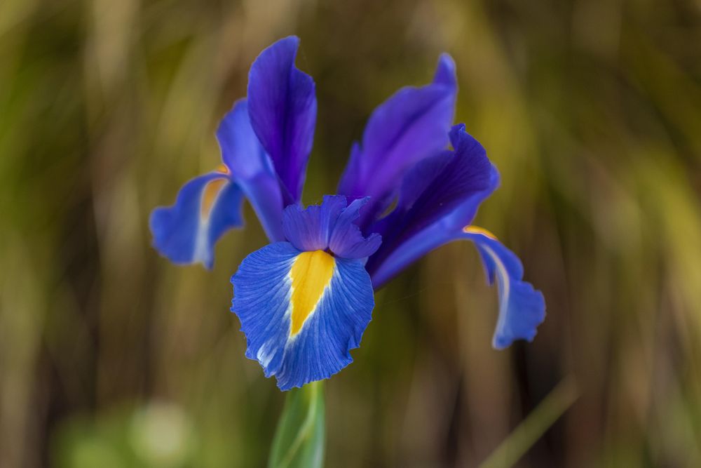 Side view of purple iris flower growing in the wild