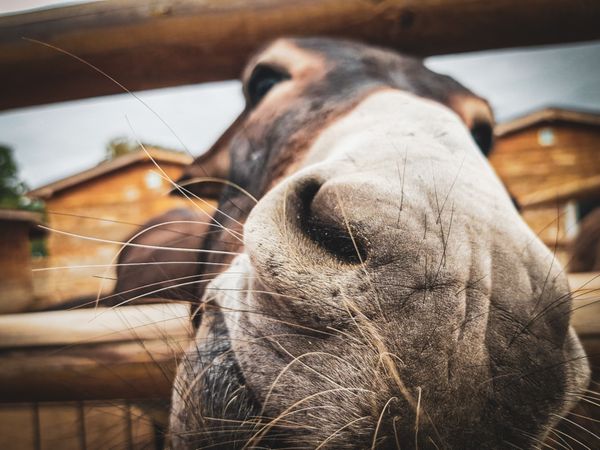 Close up shot of a donkey’s nose