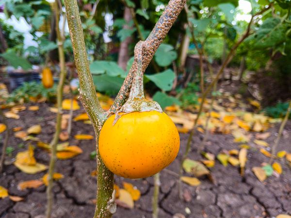 yellow eggplant