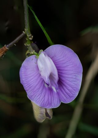 Centrosema virginianum flower
