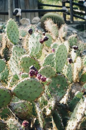 Close-up cactus