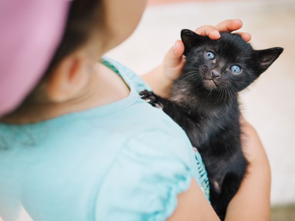 cute little girl holding a pussycat