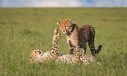 Two cheetahs on green grass field in Kenya