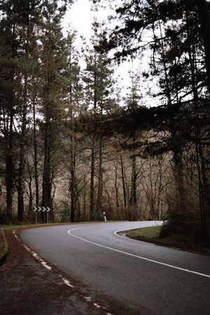Asphalt road in conifer forest