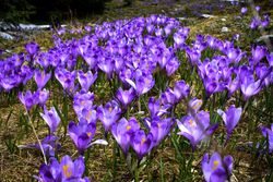 Field of bloomed crocus