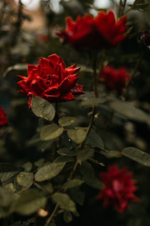 Wet scarlet rose growing in garden