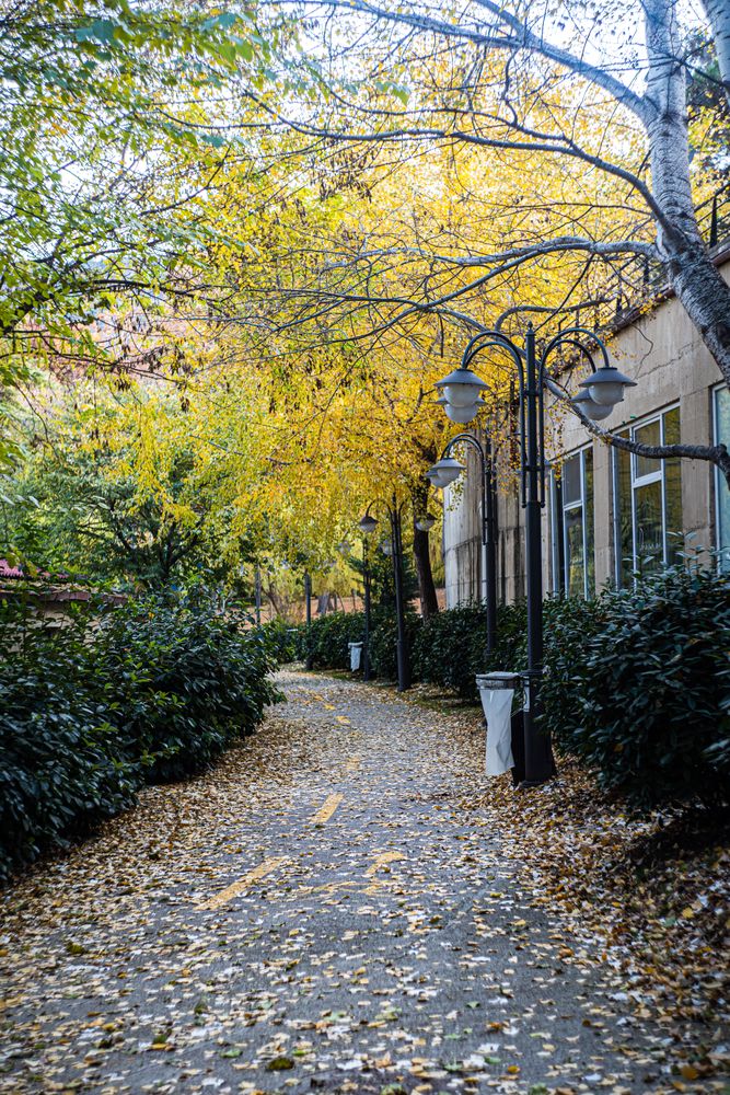 Autumnal park with yellow leaves