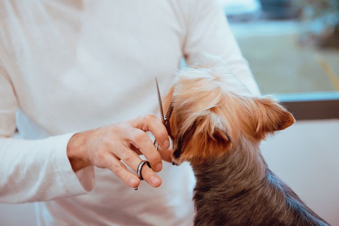 Crop groomer trimming fur of little dog