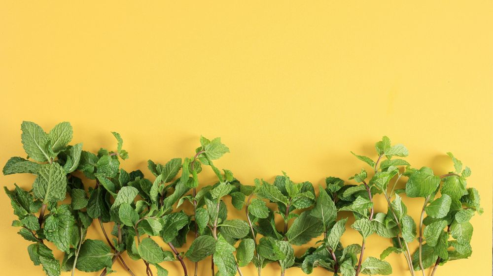 Mint lining bottom of yellow background