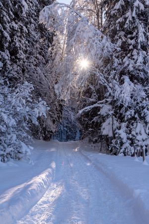 Sunny winter scenery with snow-covered trees and road