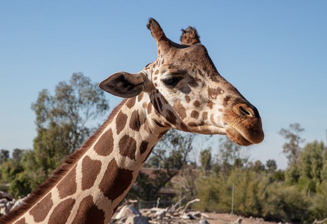 Close-up of giraffe’s face at Phoenix Zoo