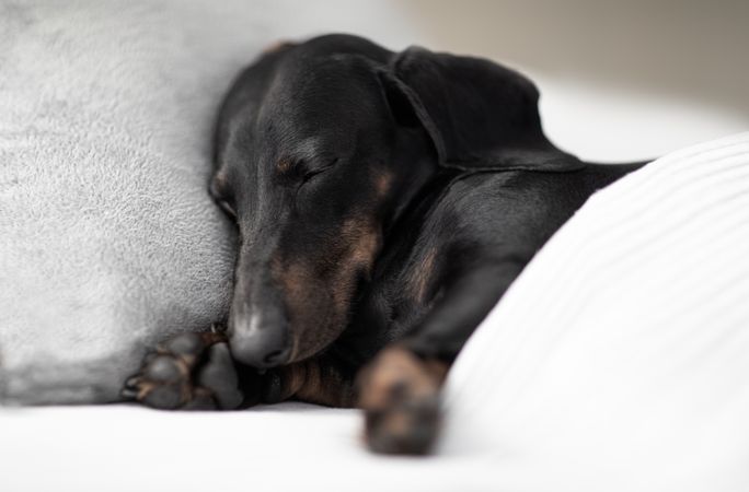 Dark short coated dog sleeping in bed