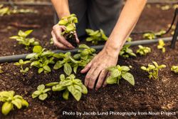 Female hands placing a sapling into the soil on an agricultural field 4ZvB94