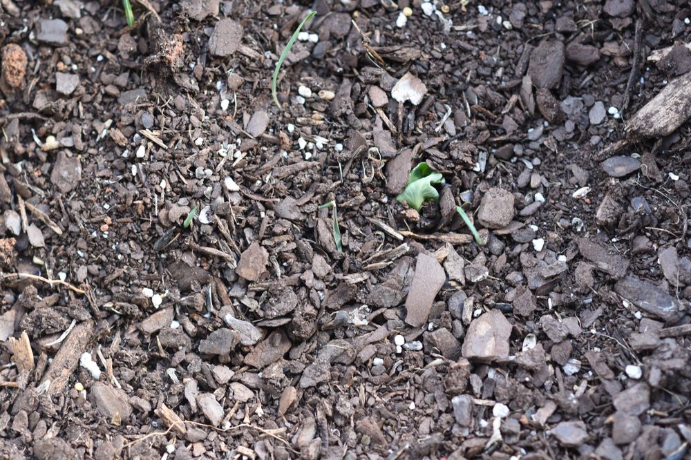Dirt or soil in a potting pot