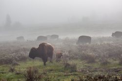 Foggy field of bison 0LM8P5