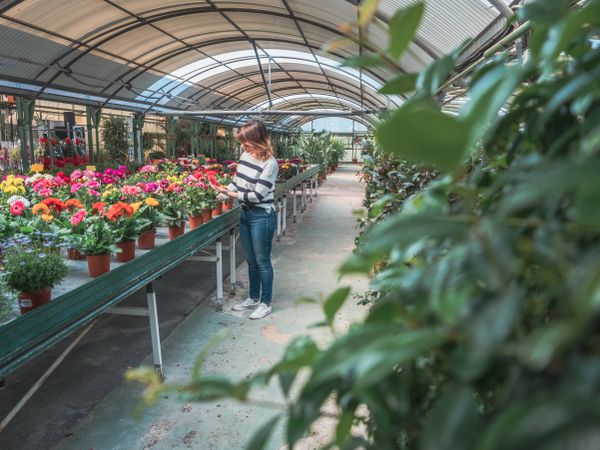 Female choosing plants for garden on flower market