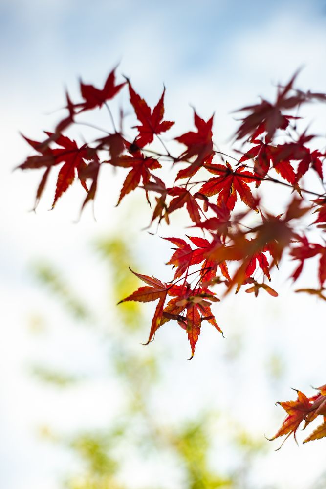 Japanese autumnal garden