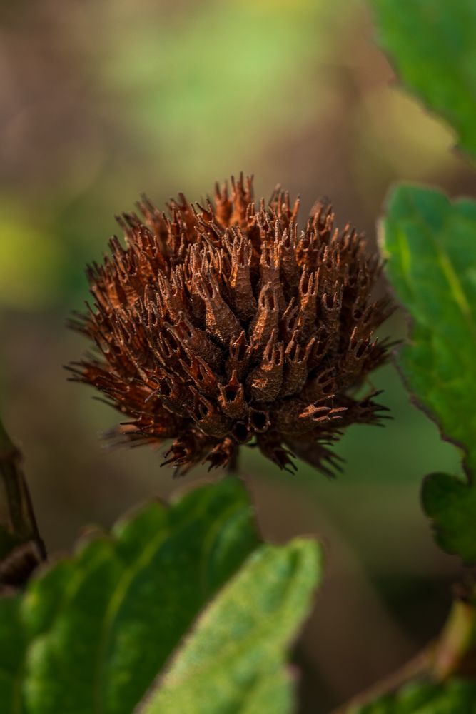 the delicate beauty of a grass flower, showcasing its slender, feathery petals and intricate structure