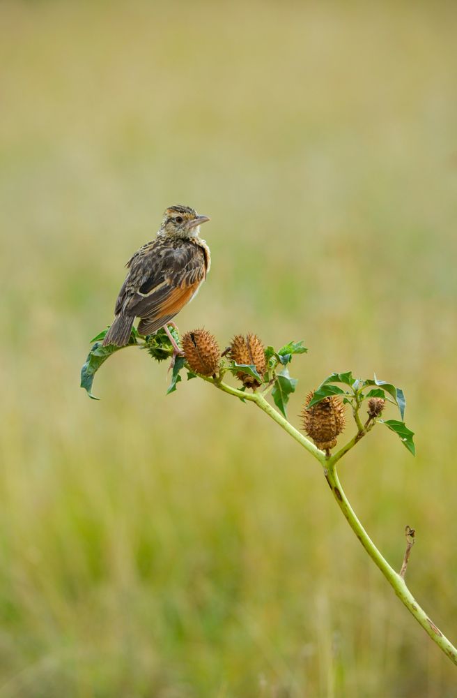 Bird on plant