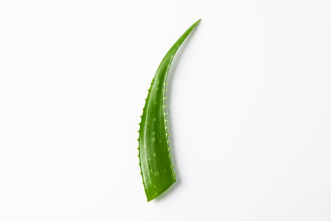 Aloe vera leaf on blank background, space for text. Herbal medicine