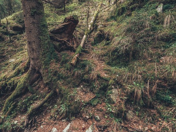 Roots of old tree growing in wild area