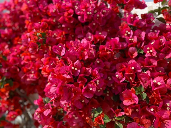 Red Bougainvillea cluster under wall