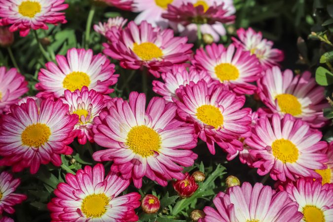 Beautiful flowers in a european garden in different colors