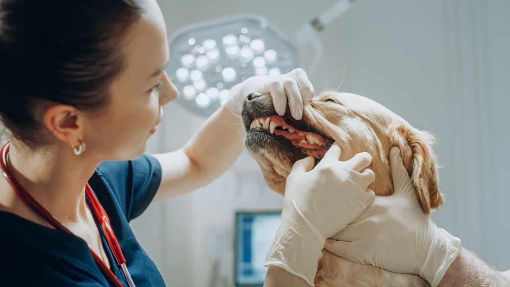 Female Veterinarian Evaluates the Teeth and Fangs of a Golden Retriever in a Modern Professional Veterinary Clinic.