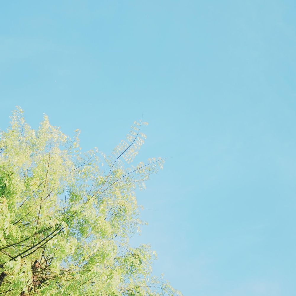 Green trees under blue sky