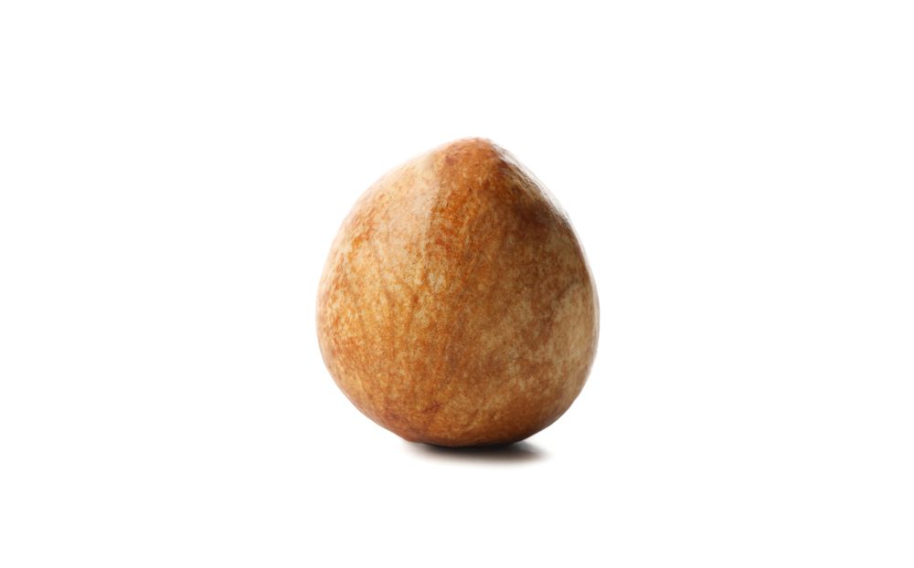 Stone of avocado isolated on plain background