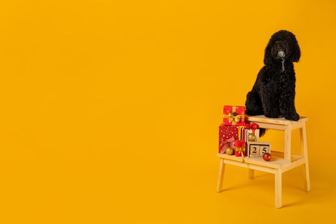 Concept of Merry Christmas, Christmas dog, space for text