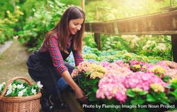 Smiling woman tending colorful flowers in a greenhouse 4drJQ0