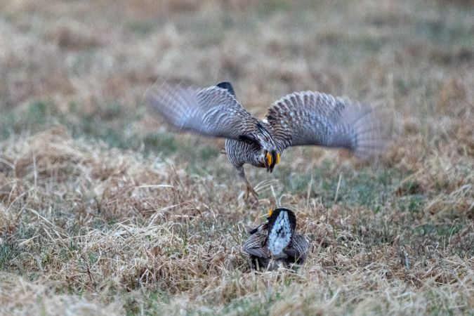 Male Prairie Chickens during an aggressive encounter on the booming grounds at Hamden Slough National Wildlife Refuge in Hamden Township, Minnesota