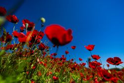 Red poppies in a meadow with clear blue sky