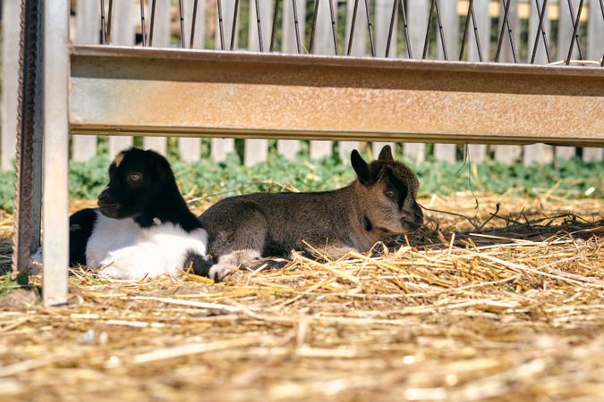 Baby goats resting on faded grass in farmyard