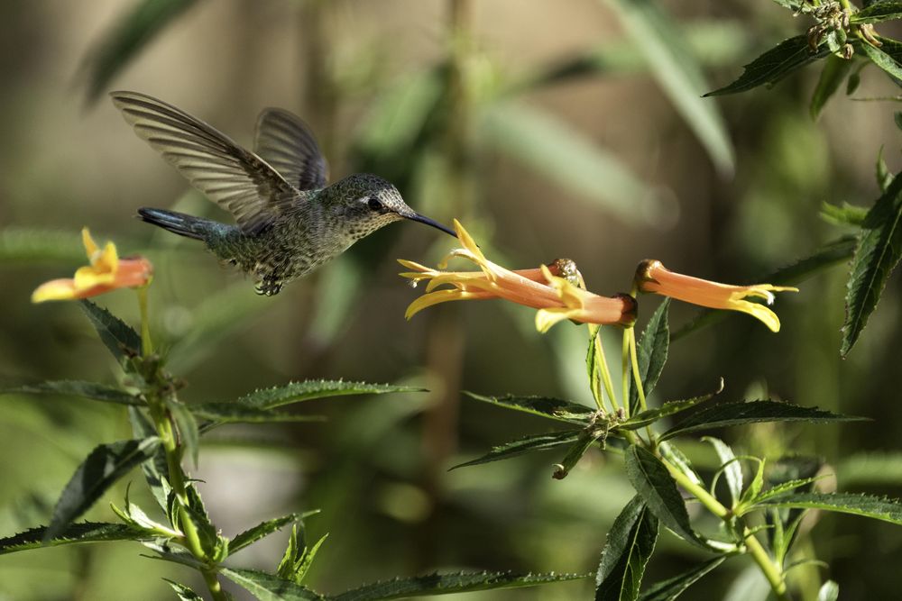 Hummingbird hovering at Arizona-Sonora Desert Museum in Tucson, Minnesota