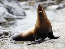 A barking Steller Sea Lion (Eumetopias jubatus)