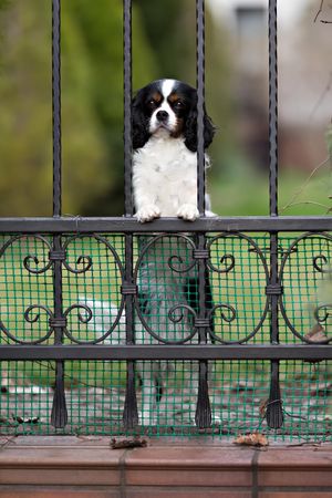 Inquisitive cavalier spaniel behind a fence