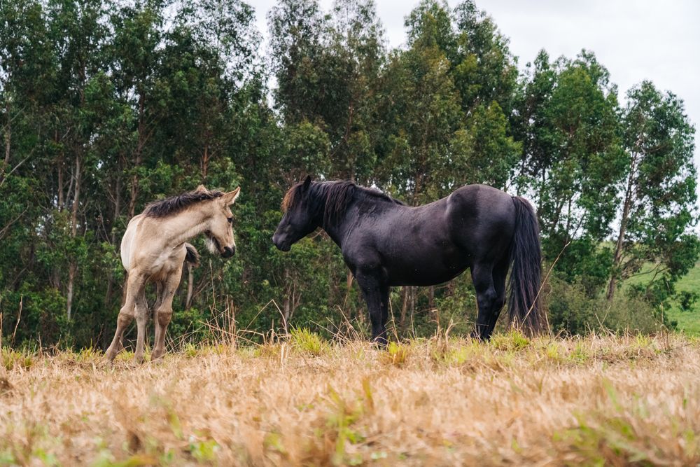 horse with foal grazing on lawn