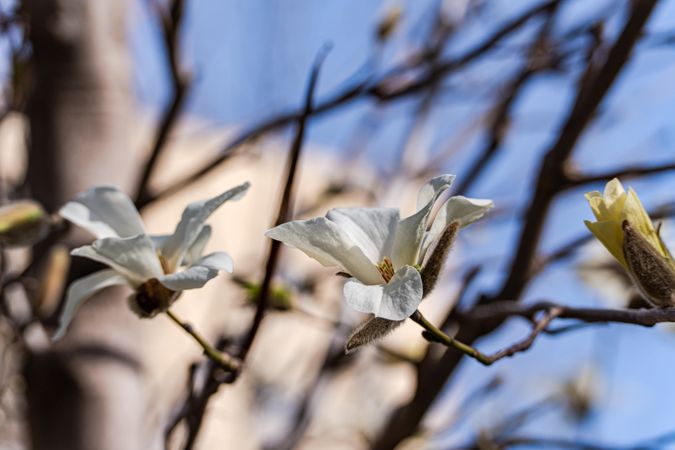 Blooming white magnolia tree in the spring park