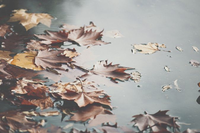 Fallen leaves floating on water