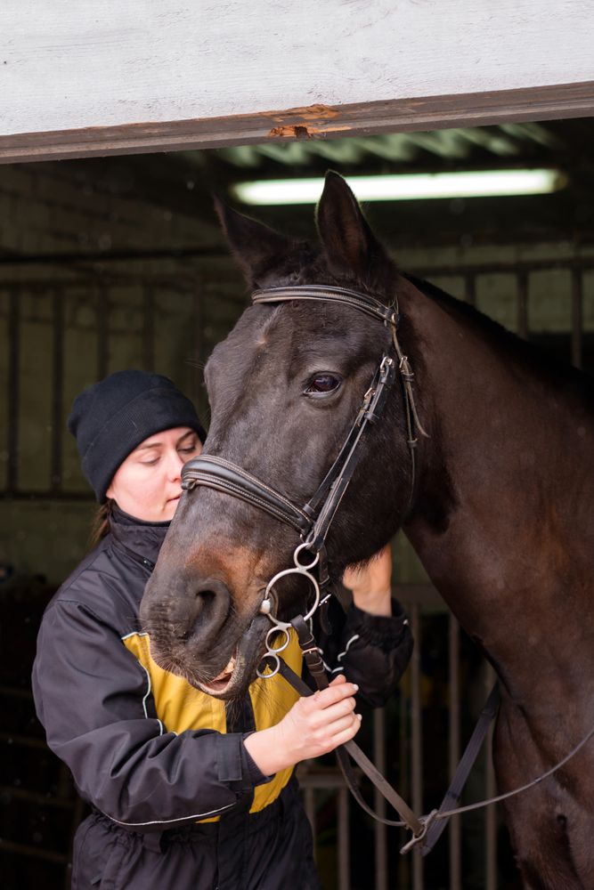 Affectionate moment between horse and person in stable