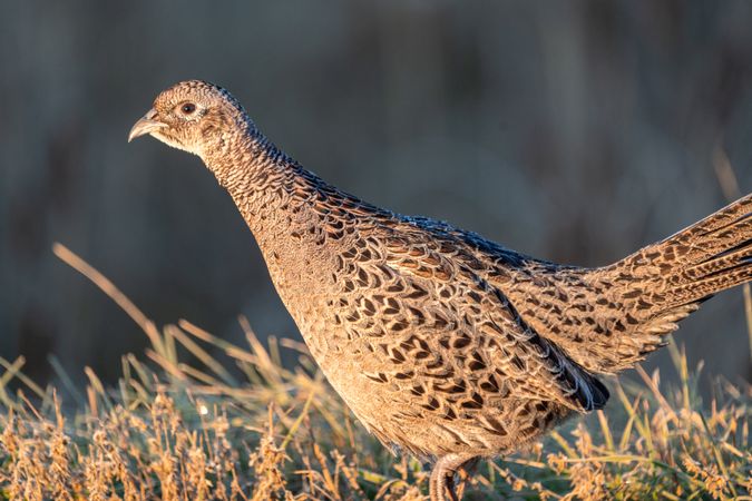 Pheasant in the sun