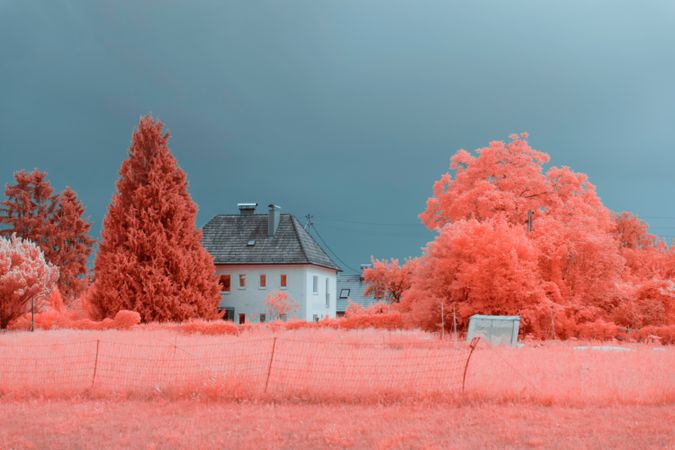 Infrared trees near suburban houses